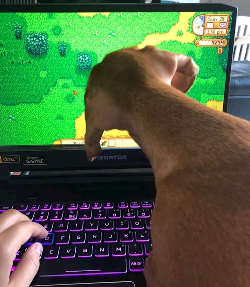 Dlakava ruka ili kratkodlaki pas? Ipak pas!