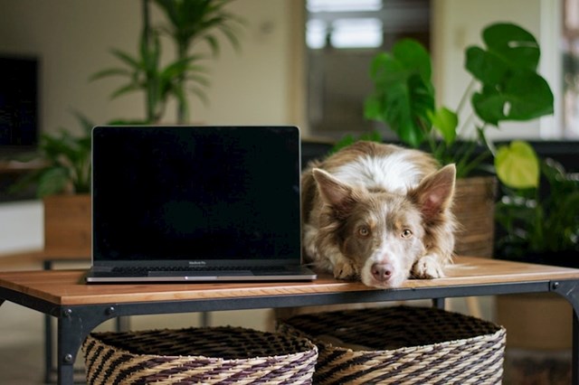 Zahvaljujući ravnim ekranima i visokoj rezoluciji, psi mogu gledati TV baš kao i ljudi!
