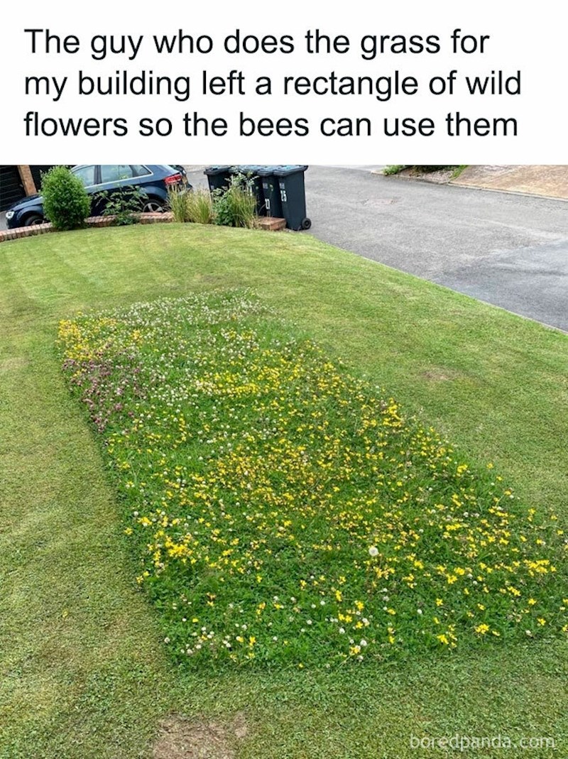 10. Tip koji održava travnjake ostavio je nepokošen dio da ga koriste pčele