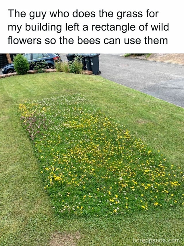 10. Tip koji održava travnjake ostavio je nepokošen dio da ga koriste pčele