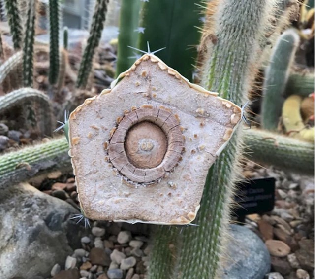 Presjek kaktusa