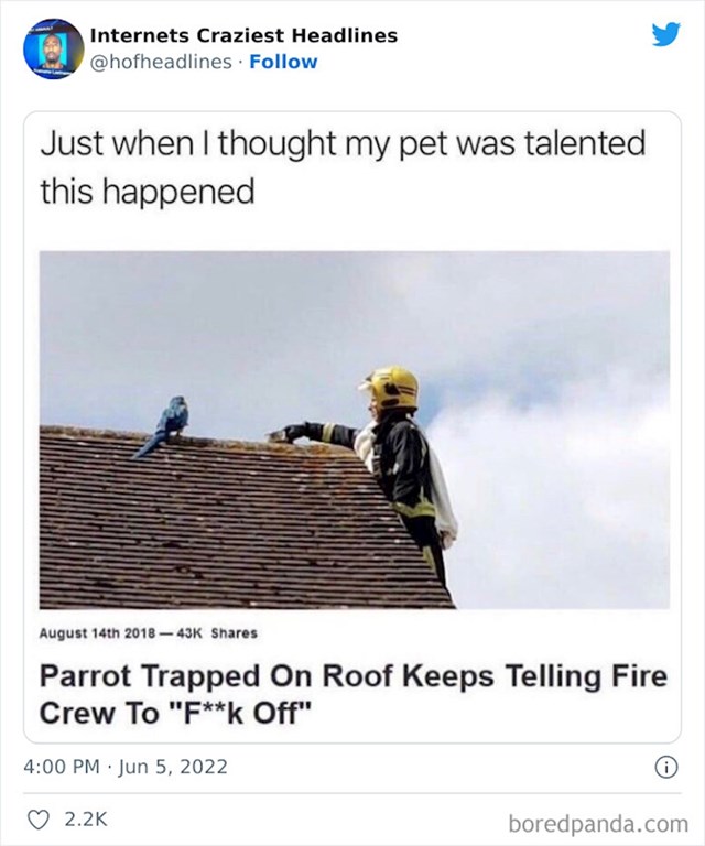 Papigu vatrogasci skidali s krova s kojeg se nije znala spustiti, ona im uporno govorila da odj***