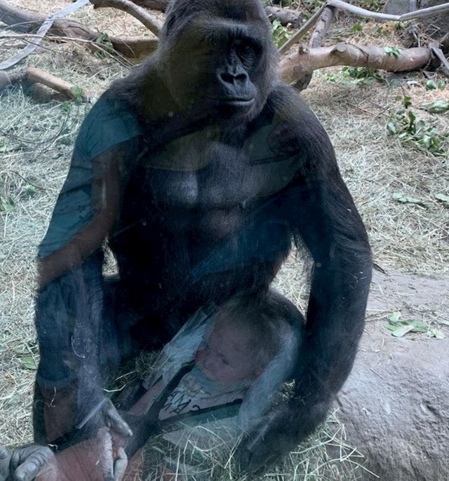 Odsjaj bebe u staklu namjestio se točno tako da izgleda da ju drži gorila!