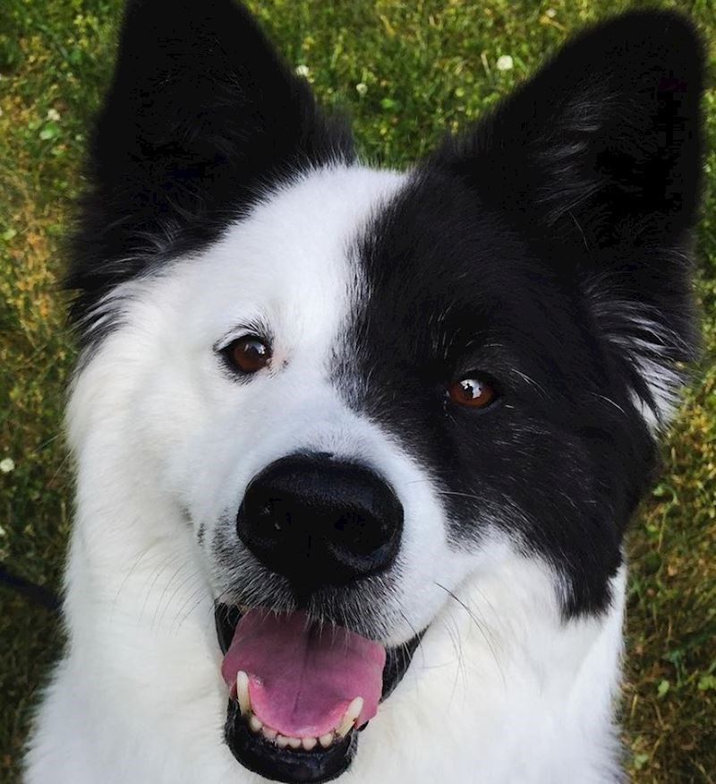 Samojed + border koli