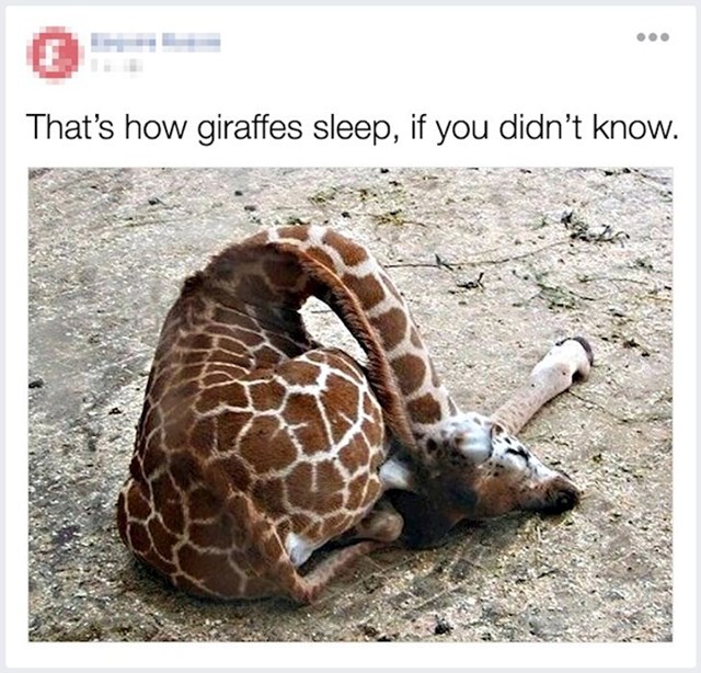Kako spavaju žirafe
