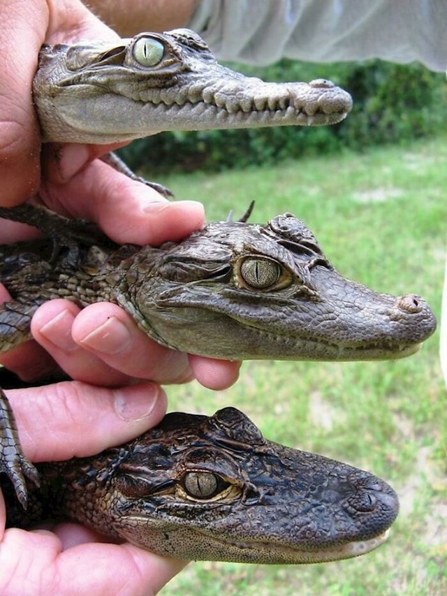 Razlika između krokodila, kajmana i aligatora