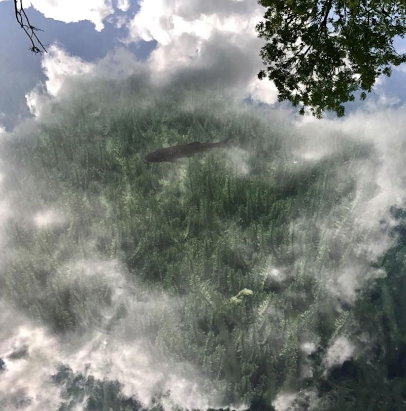 Ovo jezero je toliko bistro da u njemu vidite dno, ribe, ali i nebo i okolna stabla, pa sve skupa izgleda nadrealno!