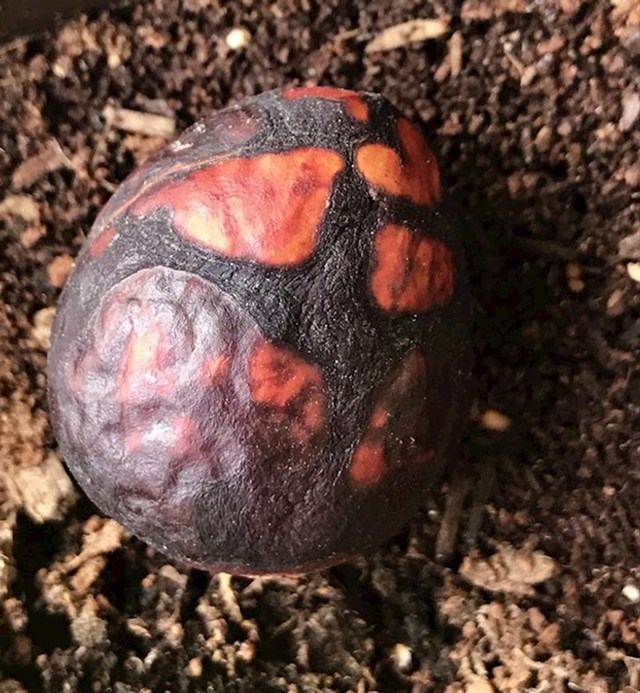 Avokado izgleda kao jaje dinosaura