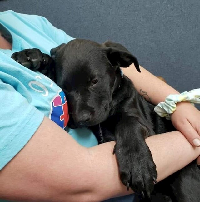 Bruce je jednog dana postao letargičan i obitelj ga je odvela kod veterinara.