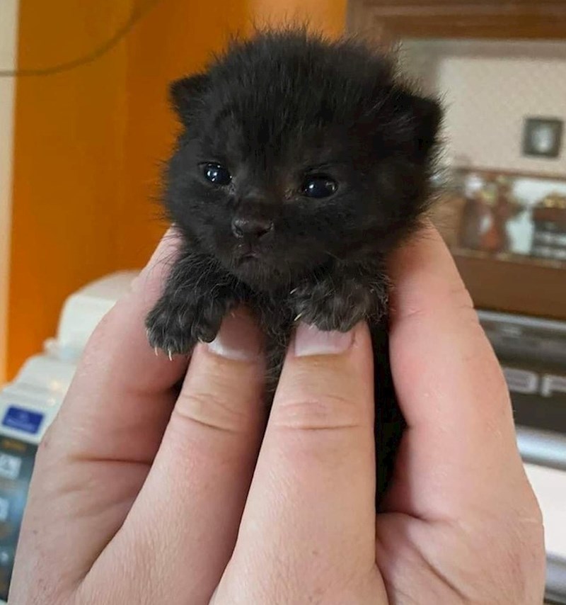 Pogledajte te šapice!