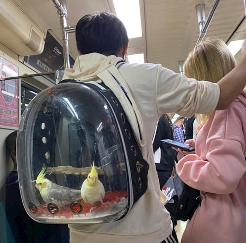 Zašto i papige ne bi išle u šetnju kao psi?