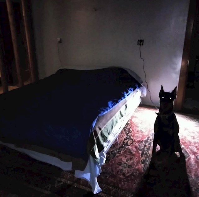 Doberman/lampa