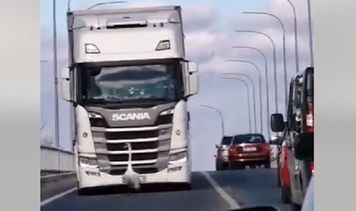Neobičan sudionik prometa s Dravskog mosta nasmijao je tamošnje vozače iako je napravio kaos, hit je