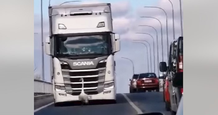 Neobičan sudionik prometa s Dravskog mosta nasmijao je tamošnje vozače iako je napravio kaos, hit je