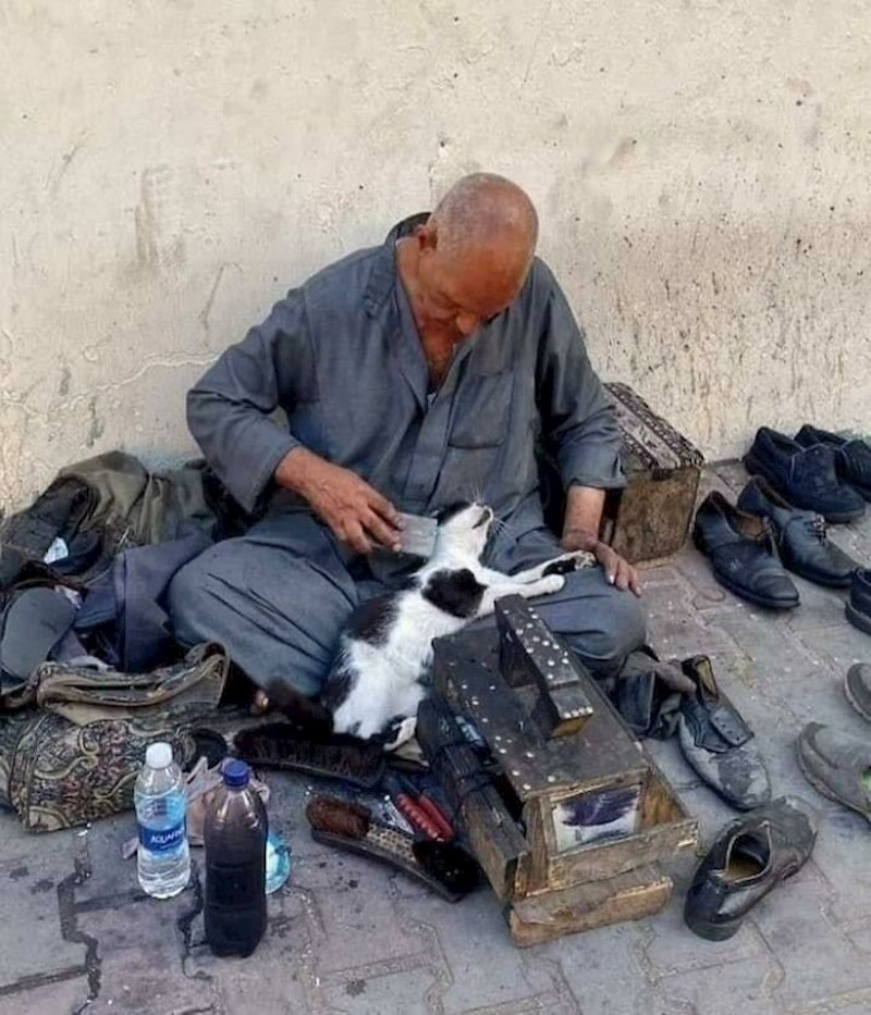 Mačke su još uvijek svetinja kao u doba faraona!