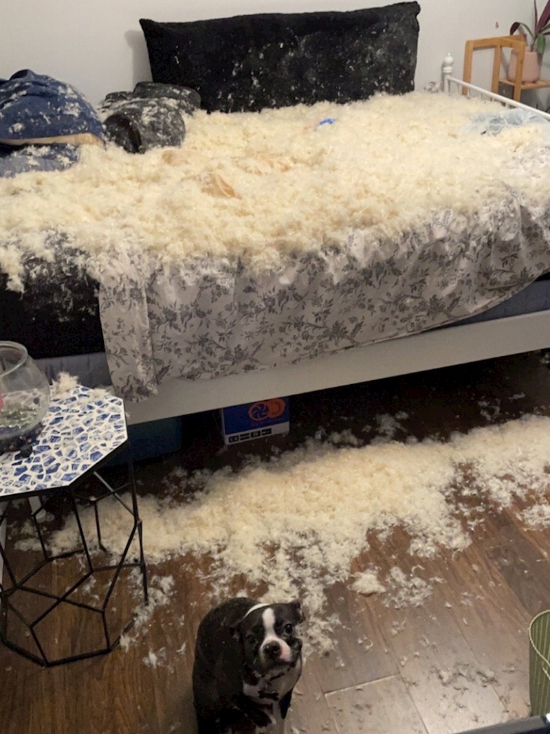 Sigurno je lopov tražio novac u jastuku, a ovaj maleni se tu našao jer je branio kuću...