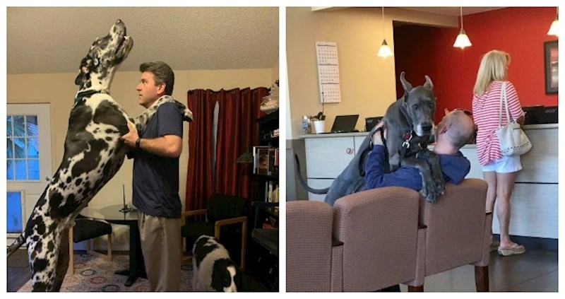 40plus slika nježnih divova koji još uvijek misle da su maleni štenci; rastopit ćete se