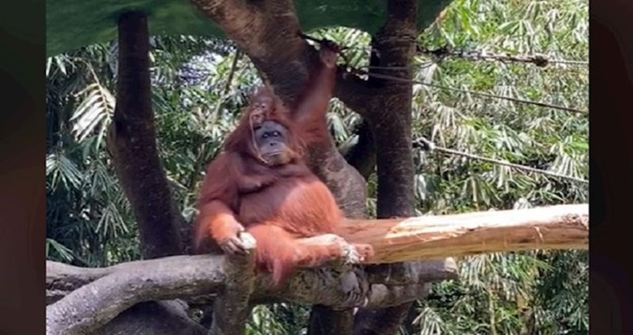 Posjetiteljici ZOO-a su sunčane naočale upale u kavez orangutana; ono što je uslijedilo je urnebesno
