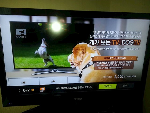 Postoje televizijski programi namijenjeni isključivo psima!