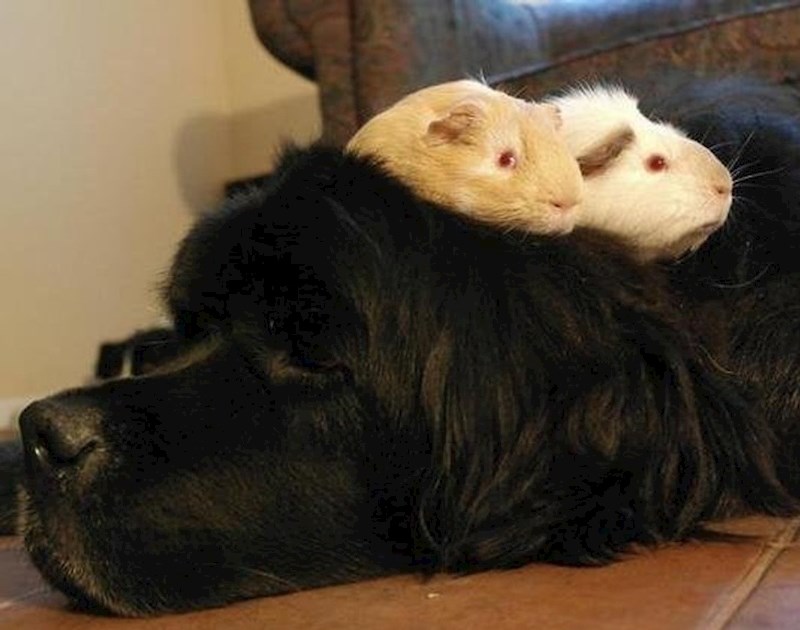 Moj pas je pronašao dvije gvinejske svinje u grmlju i sada misli da im je mama