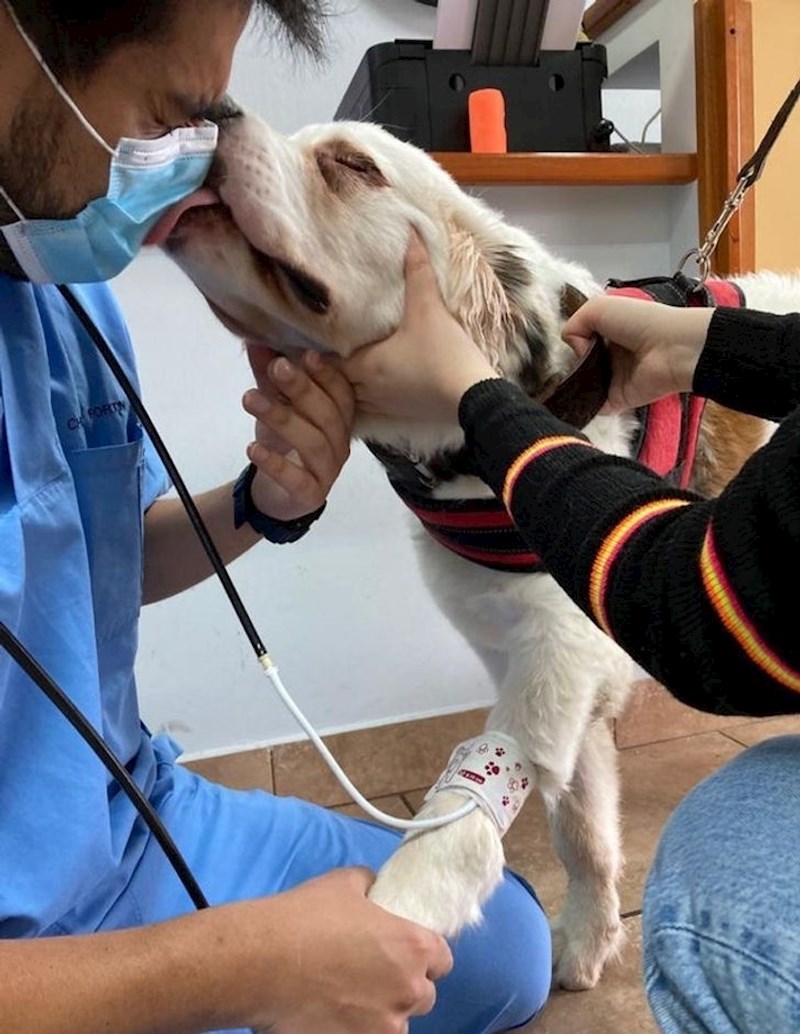 Dobri dečko daje puse veterinaru koji mu mjeri tlak