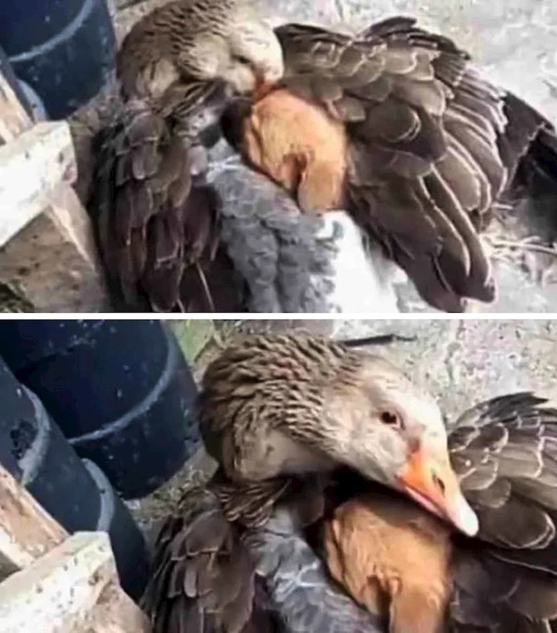 Ova guska nije oklijevala zagrijati malo izgubljeno štene!