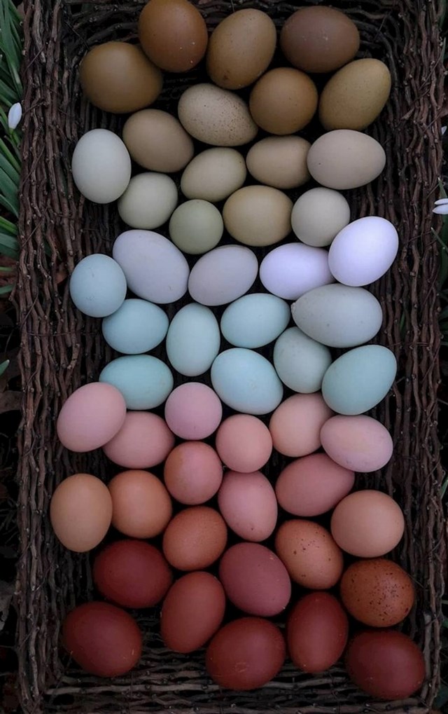 Cijeli spektar boja iz jednog kokošinjca