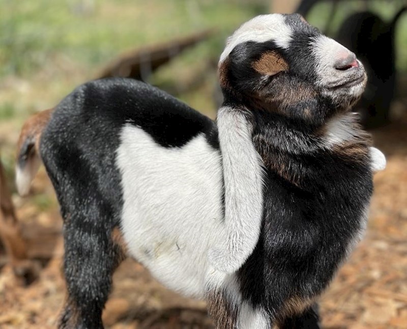 Kozlić star jedan dan