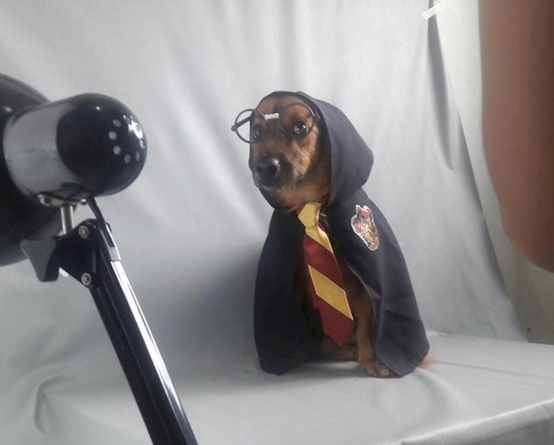 13. Fotografkinja koja volontira u jednom azilu tako što fotka životinje kako bi ih lakše udomili