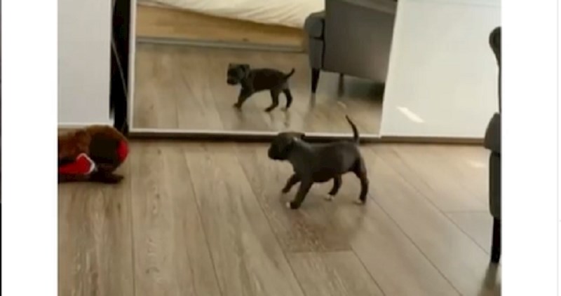 Psić je prvi put u životu ugledao svoj odraz u ogledalu i reakcija je preslatka!