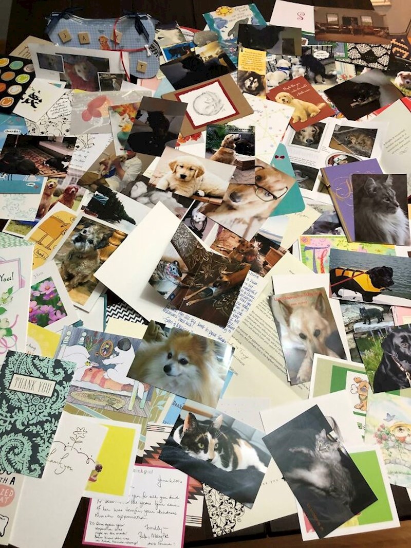 Zahvalnice zadovoljnih pacijenata koje je jedan veterinar skupio u nekoliko godina rada