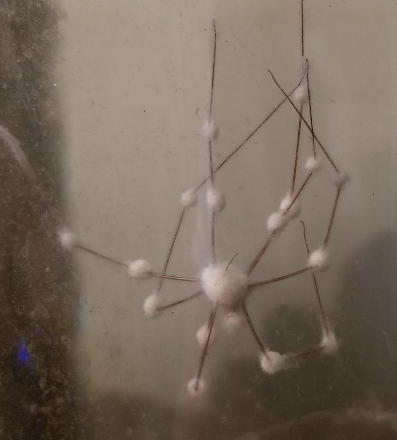 Ovaj pauk ima plijesan na zglobovima