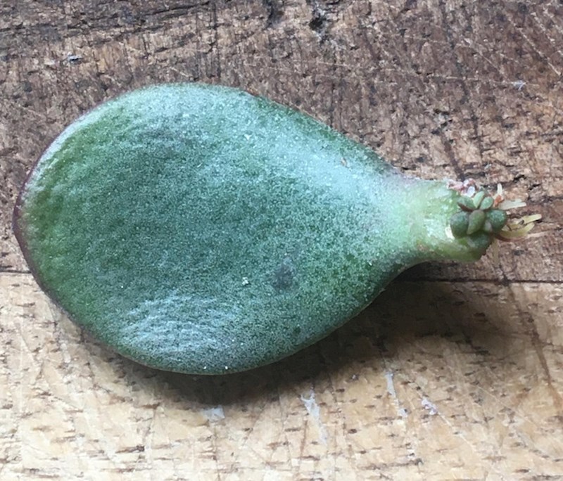 Novi život se rađa