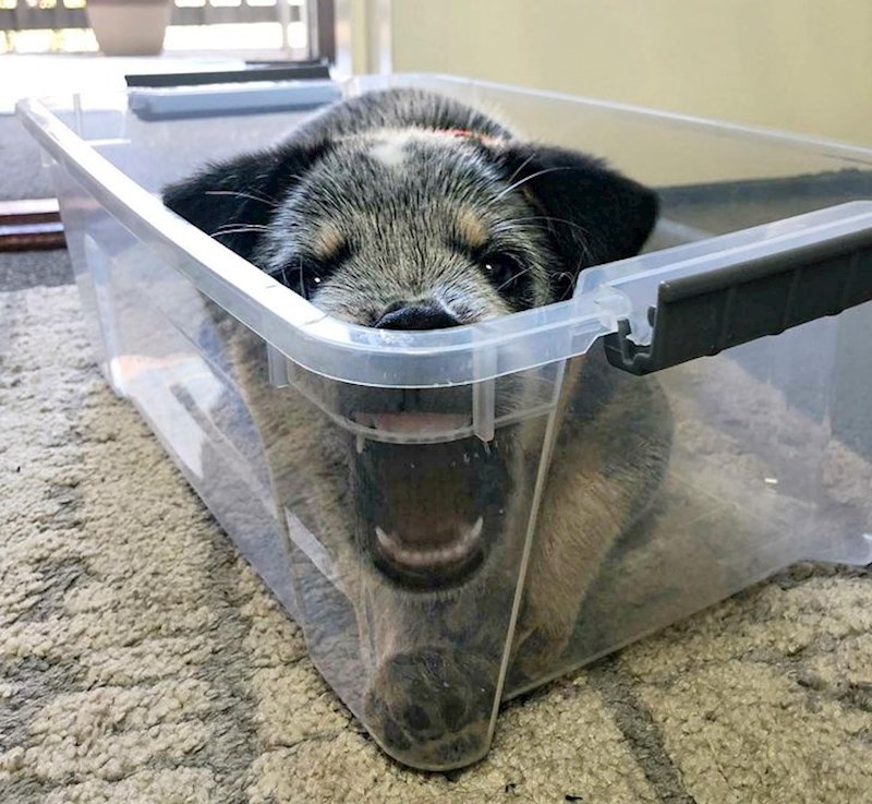 "Moj pas već nekoliko minuta stoji u ovoj pozi i gleda me"