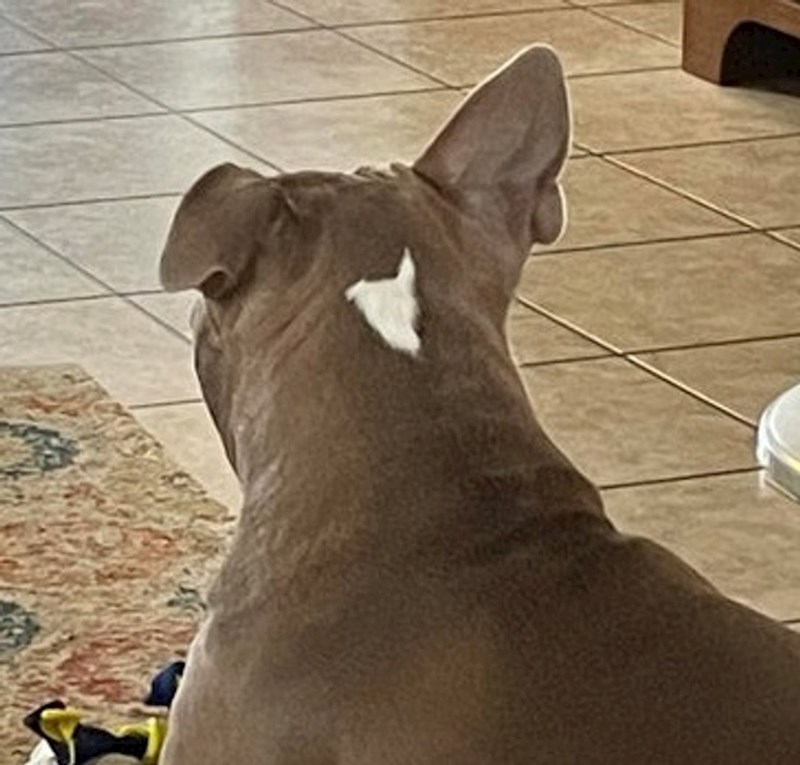 Pas na poleđini ima mrljicu koja izgleda kao njegov obris