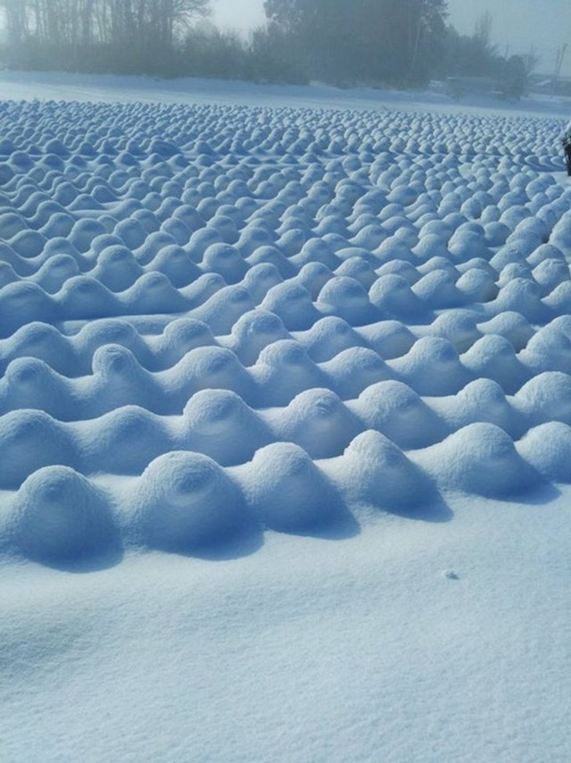 Snijeg napadao polje kupusa