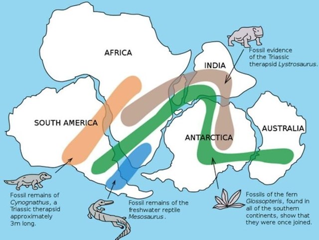 Raspored fosila pronađenih na kontinentima prema kojem je zaključeno kako je izgledalo njihovo stanište dok se kontinenti nisu razvojili. Karta Pangee!