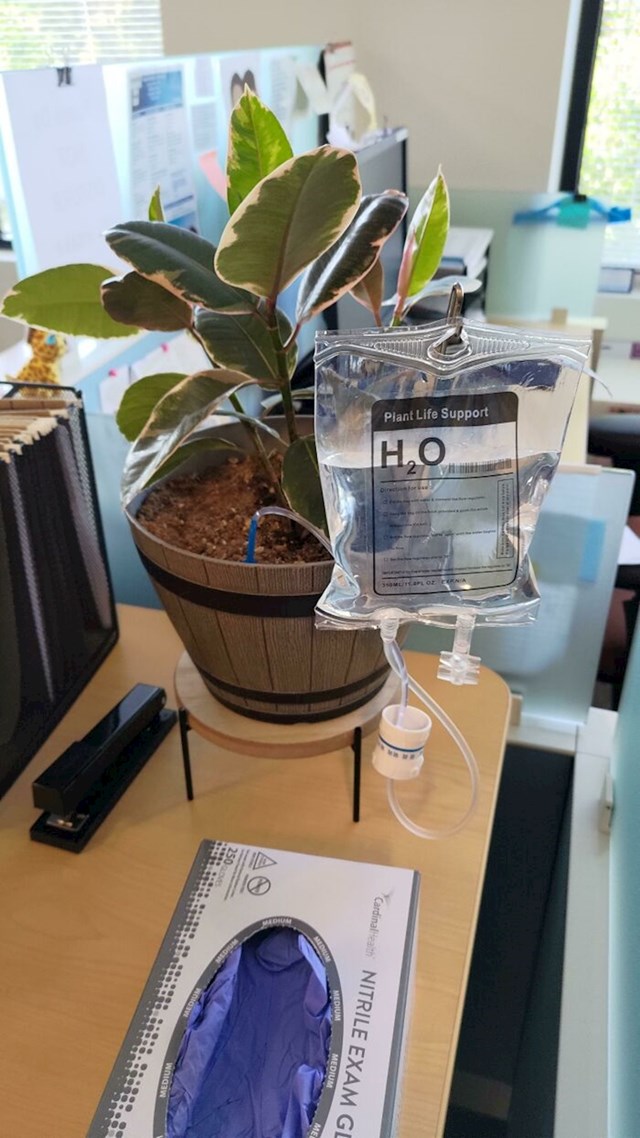 U uredu jednog doktora imaju poseban sistem zalijevanja biljaka
