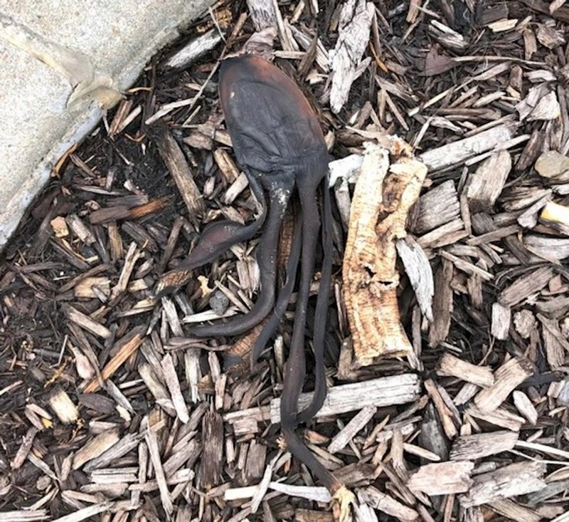 Sasušena kora banane ili zalutala hobotnica?