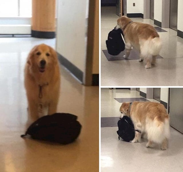 "Ovaj pas po cijele dane hoda s ruksakom punim igračaka po odjelu pedijatrije u jednoj bolnici!"