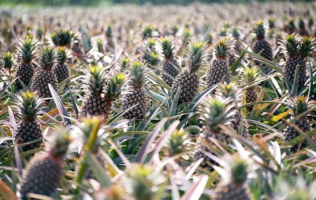 12. Ananas