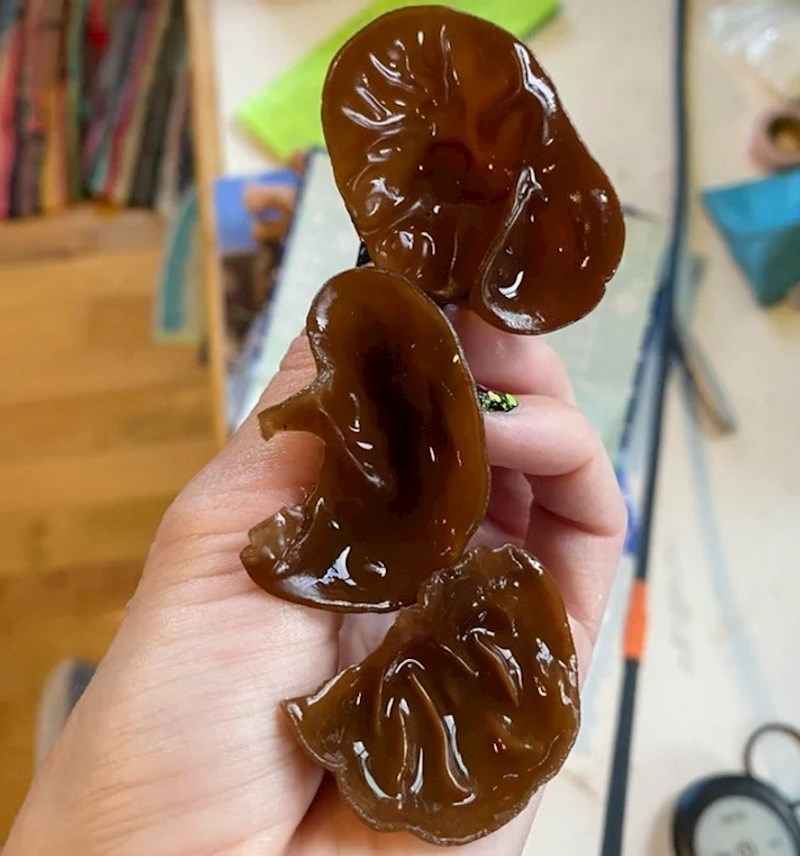 Vrsta gljiva zvana Judino uho