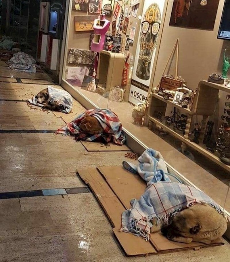 Kada su loši vremenski uvjeti, građani se pobrinu za ulične pse