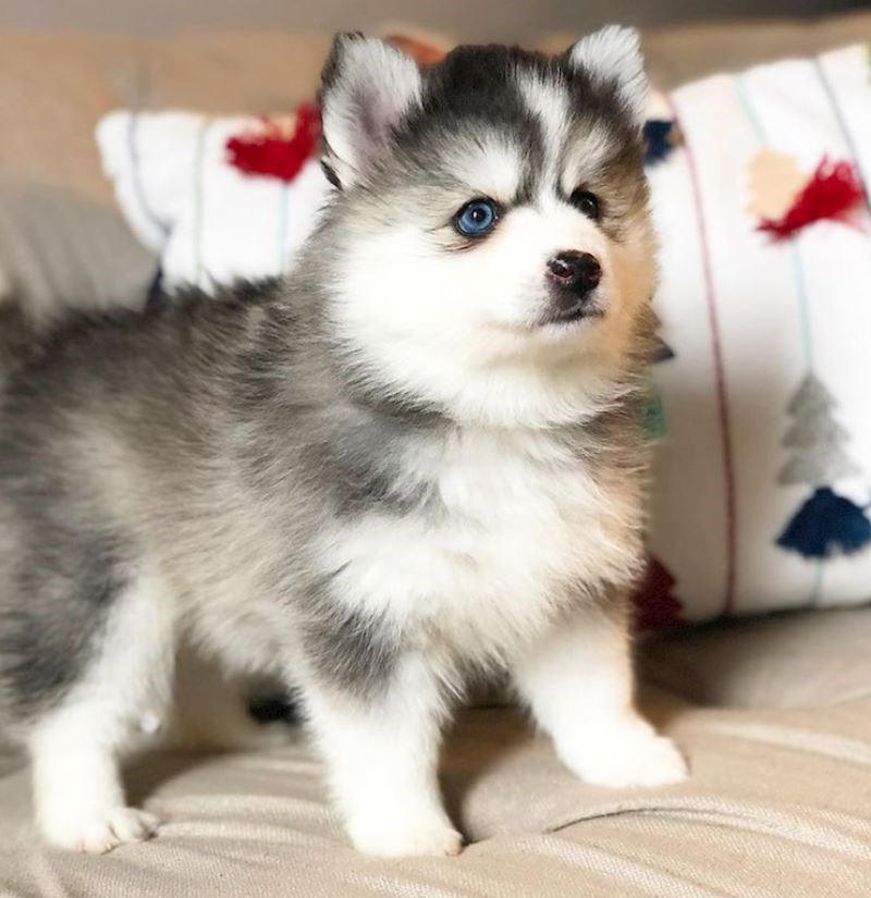 Haski + pomeranac= pomski