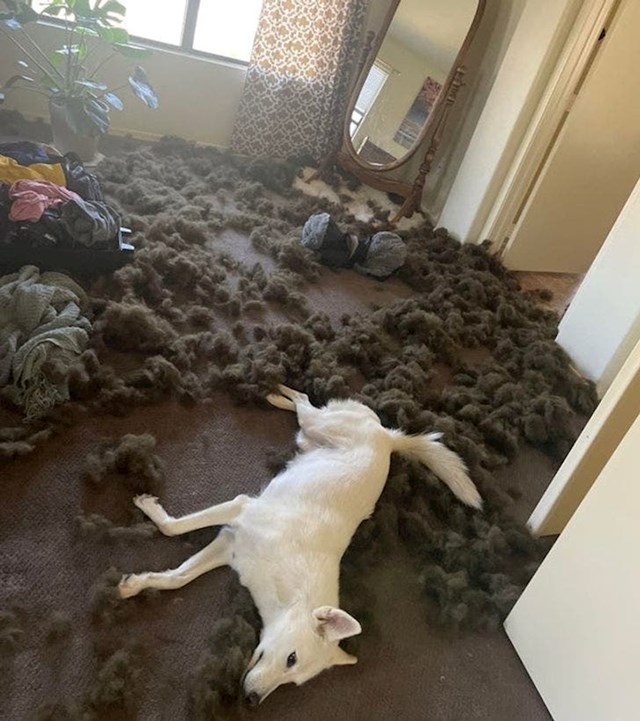 Novi krevet nije se svidio njihovom psu...