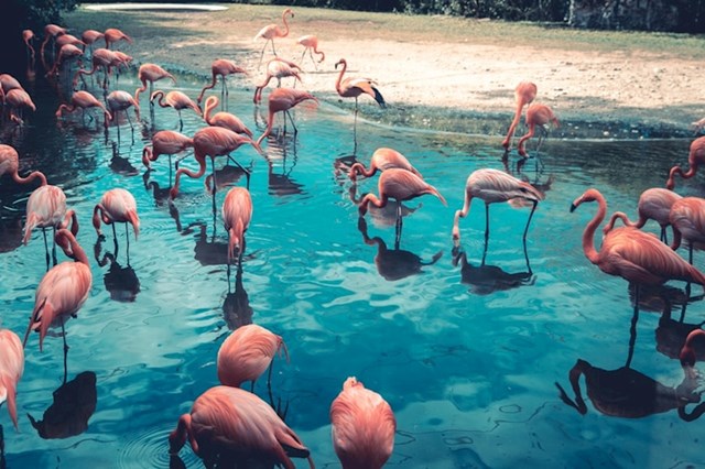 Zoološki vrtovi koriste ogledala u blokovima s flamingosima ili drugim pticama kako bi životinje povjerovale da je njihovo jato veće nego što stvarno jest.