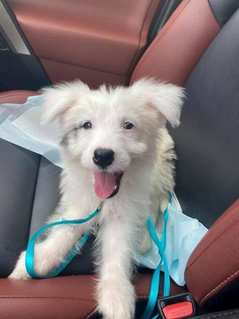 Ovo će biti jedna velika avantura! Cijeli život čekam da imam uvjete za psa!