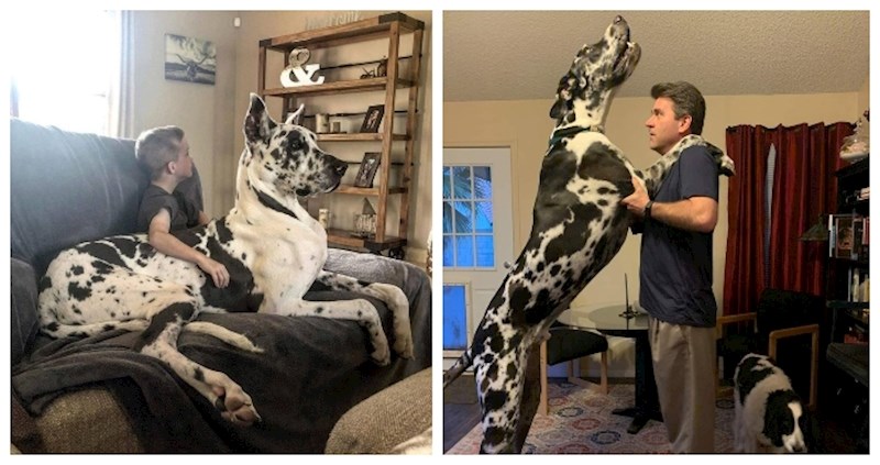 19 nježnih divova koji nemaju baš nikakvu predodžbu o svojoj veličini, a u duši su malene maze