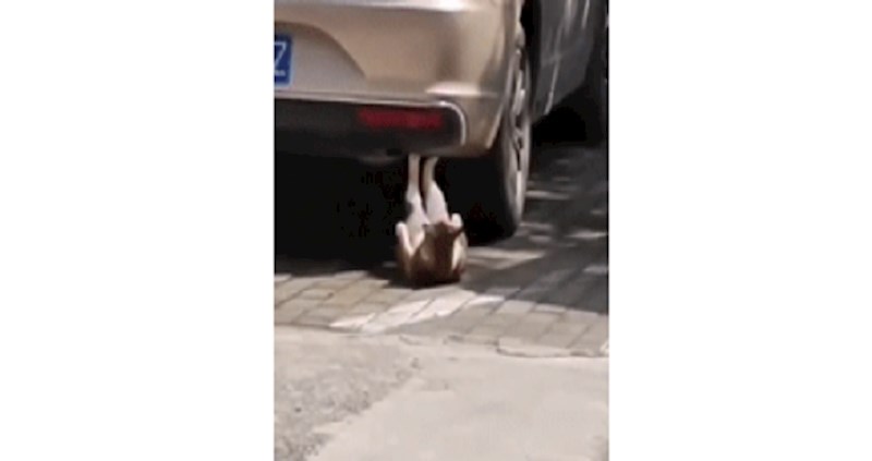 Tijelo za plažu neće doći samo od sebe, a ova mačka ništa ne prepušta slučaju; hit snimka!