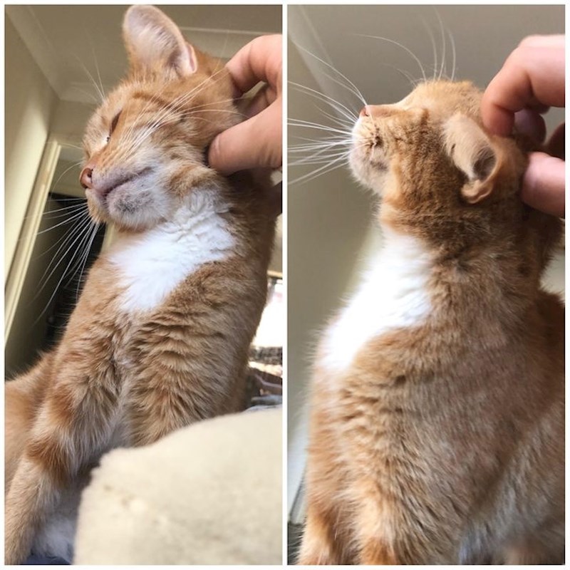 Možete li zamisliti da su ovo malo klupko sreće prošli vlasnici odbacili jer nije bila dovoljno umiljata?